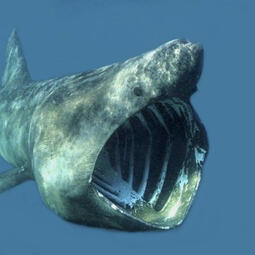 Basking sharks
